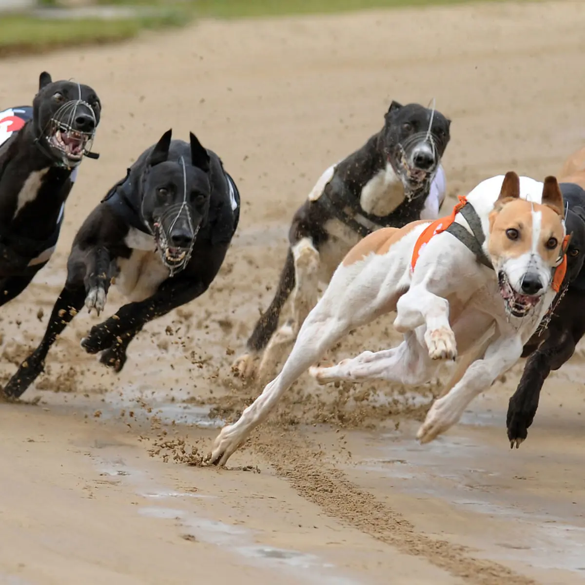 Romford Romford Race Tickets Afternoon Lunch Tuesday 30th April 2024